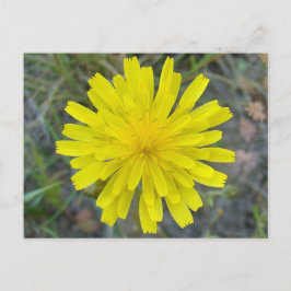 F16 Gul Vildblomma King Devil Vykort