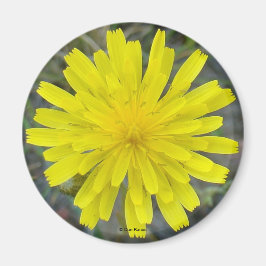 F16 Gult Wildblomma Kung djävulen Magnet