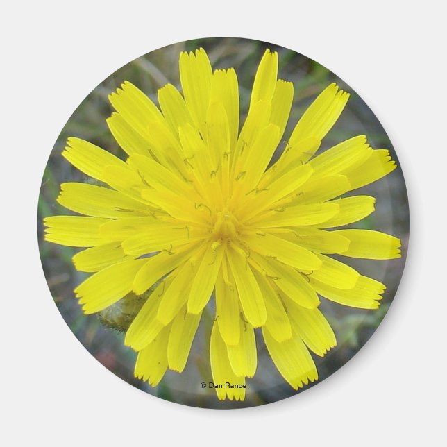F16 Gult Wildblomma Kung djävulen Magnet (Framsidan)
