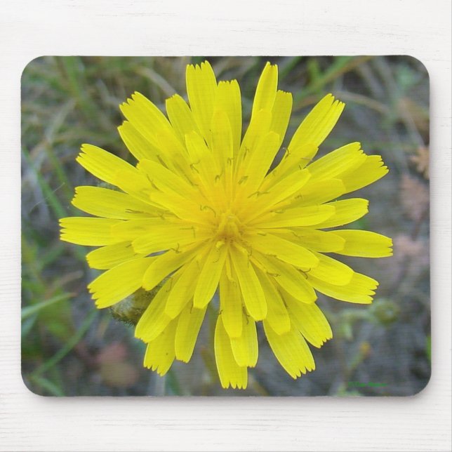 F16 Gult Wildblomma Kung Djävulen Musmatta (Framsidan)