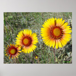 F17 Gult Wildblommor Gaillardia Poster
