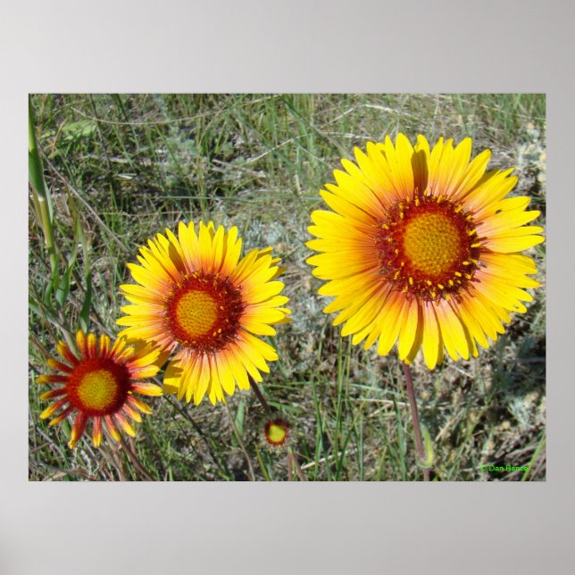F17 Gult Wildblommor Gaillardia Poster (Framsidan)