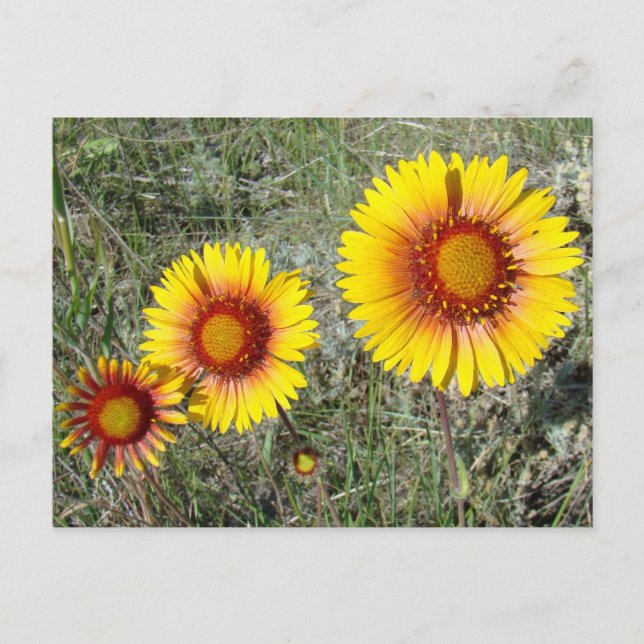 F17 Gult Wildblommor Gaillardia Vykort (Framsida)