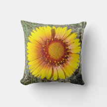 F17b Gul Vildblomma Gaillardia