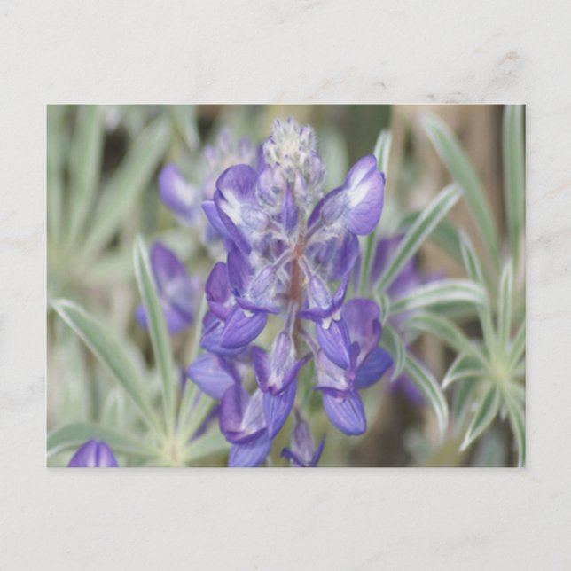 F18 Lila Vilda Blommor Årlig Lupin Vykort (Framsida)