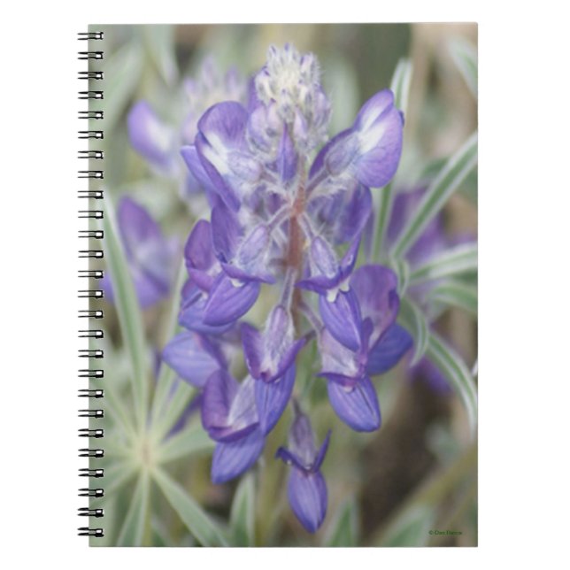 F18 Lila vilda blommor Ettårig lupin Anteckningsbok (Framsidan)
