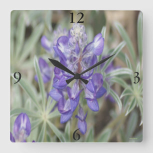 F18 Lila vilda blommor Ettårig lupin Fyrkantig Klocka
