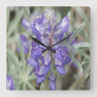 F18 Lila vilda blommor Ettårig lupin