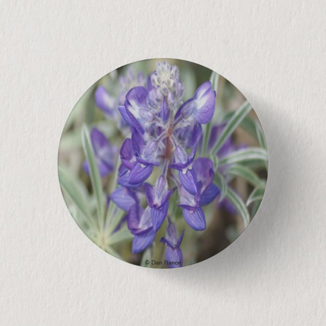 F18 Lila vilda blommor Ettårig lupin Knapp (Framsida)