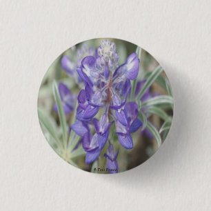 F18 Lila vilda blommor Ettårig lupin Knapp