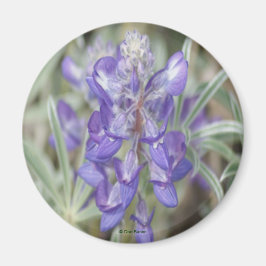 F18 Lila vilda blommor Ettårig lupin Magnet
