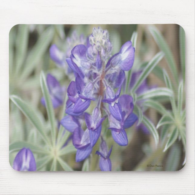 F18 Lila vildblomma Ettårig lupin Musmatta (Framsidan)