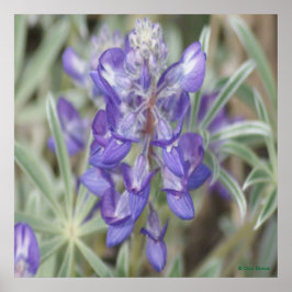 F18 Lila Wildblommor Årlig blöjfisk Poster