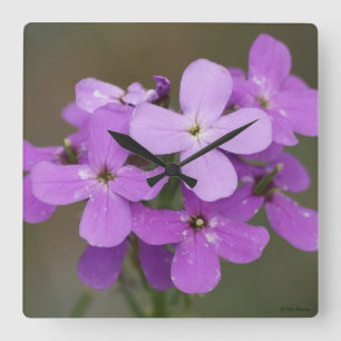 F19 Lila vildblommor Dames Rocket Fyrkantig Klocka
