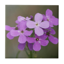 F19 Lila Vildblommor Dames Rocket Kakelplatta