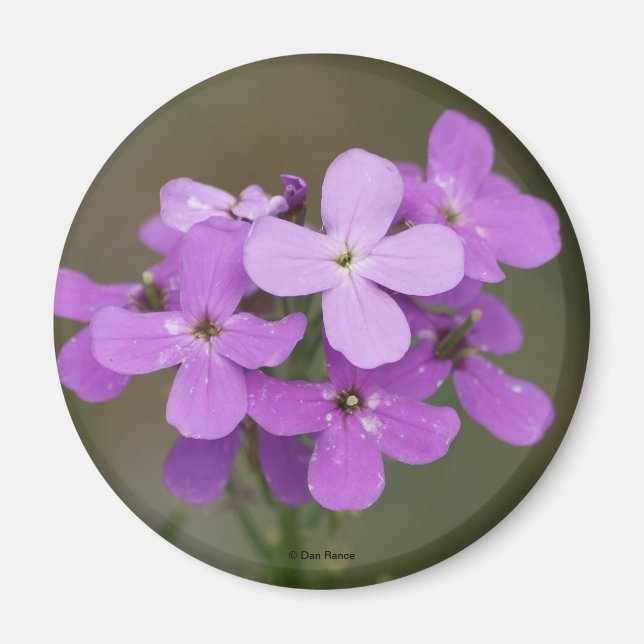 F19 Lila Vildblommor Dames Rocket Magnet (Framsidan)