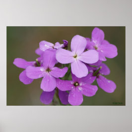 F19 Lila Vildblommor Dames Rocket Poster