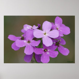 F19 Lila Vildblommor Dames Rocket Poster