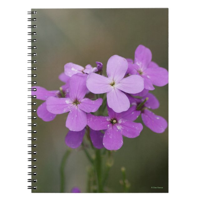 F19 Lila Vildblommor Damskott Raket Anteckningsbok (Framsidan)