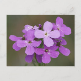 F19 Lila vildblommor Kvinnoraketea Vykort