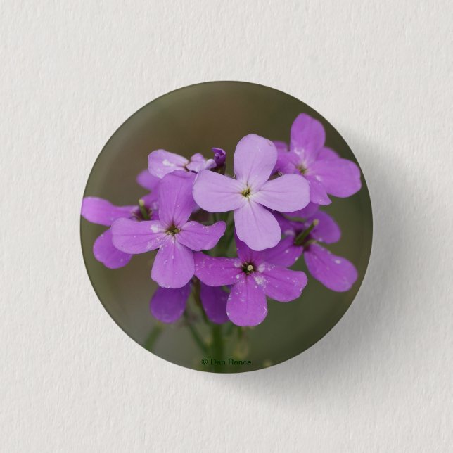 F19 Lila Wildblommor Dames Rocket Knapp (Framsida)