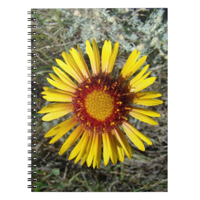 F1 Gul Vildblomma Gaillardia Anteckningsbok (Framsidan)