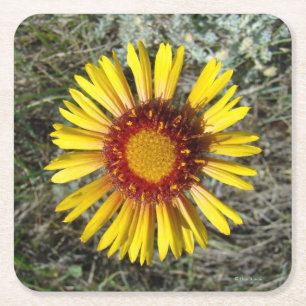 F1 Gul Vildblomma (Gaillardia aristata) Underlägg Papper Kvadrat