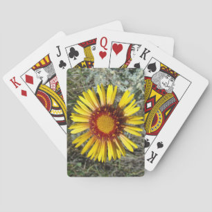 F1 Gul Vildblomma Gaillardia Casinokort