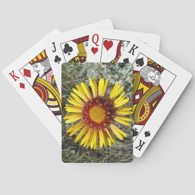F1 Gul Vildblomma Gaillardia Casinokort (Baksidan)
