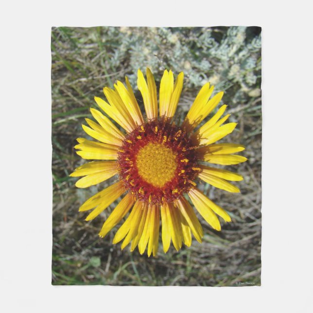 F1 Gul Vildblomma Gaillardia Fleecefilt (Framsidan)
