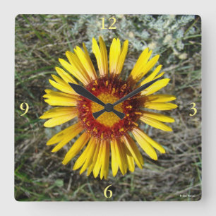 F1 Gul Vildblomma Gaillardia Fyrkantig Klocka