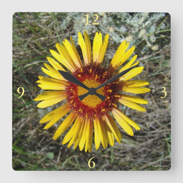 F1 Gul Vildblomma Gaillardia Fyrkantig Klocka (Framsida)