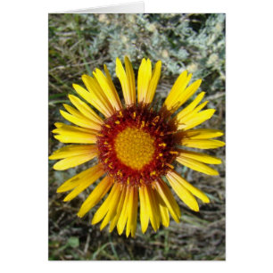 F1 Gul Vildblomma Gaillardia Hälsningskort