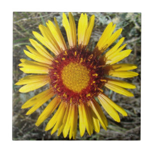 F1 Gul Vildblomma Gaillardia Kakelplatta