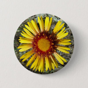 F1 Gul Vildblomma Gaillardia Knapp