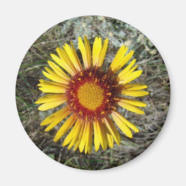 F1 Gul Vildblomma Gaillardia Magnet (Framsidan)