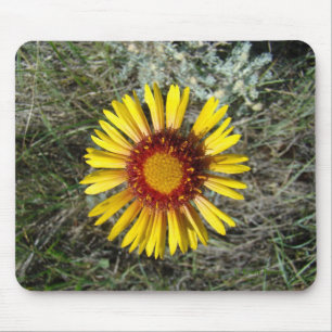 F1 Gul Vildblomma Gaillardia Musmatta