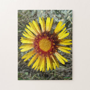 F1 Gul Vildblomma Gaillardia Pussel