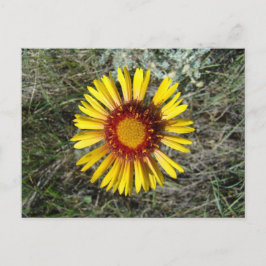 F1 Gul Vildblomma Gaillardia Vykort