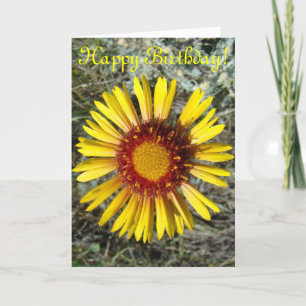 F1 Gult Gaillardia Kort