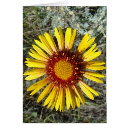 F1 Gult Wildblomgaillardia Hälsningskort