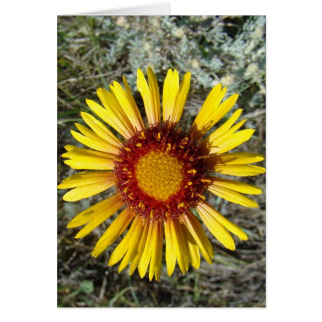 F1 Gult Wildblomgaillardia Hälsningskort (Framsidan)