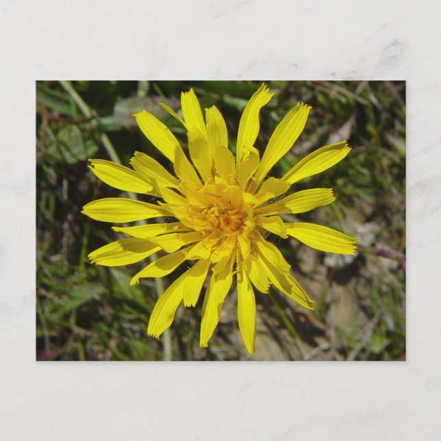 F21 Gul vildblomma Crepis tectorum Vykort (Framsida)