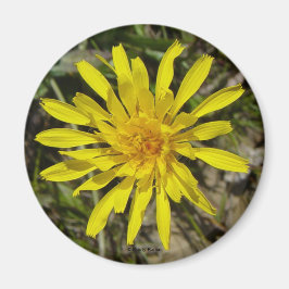 F21 Gul vildblomma Smalbladig fibbla Magnet