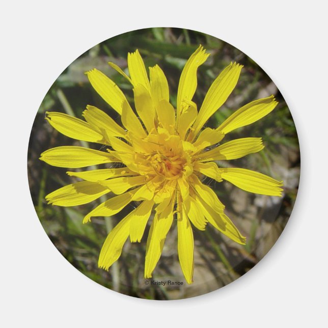 F21 Gul vildblomma Smalbladig fibbla Magnet (Framsidan)