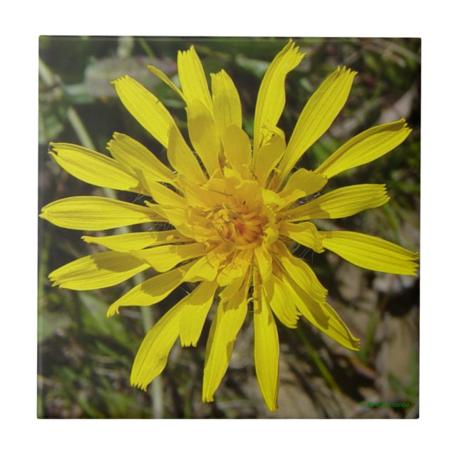 F21 Gul vildblomma Smalbladig höstfibbla Kakelplatta (Framsidan)