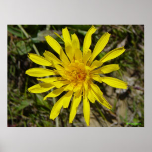 F21 Gul vildblomma Smalbladig höstfibbla Poster