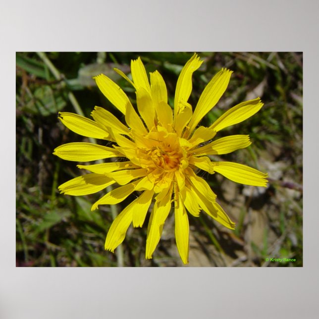 F21 Gult Wildblomrossmalat hakskägg Poster (Framsidan)