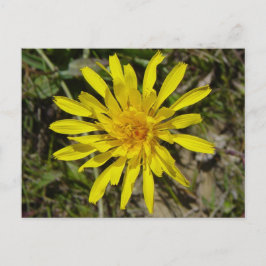 F21 Gult Wildblomrossmalat hakskägg Vykort