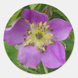 F24v Vildros "Rosa acicutaris" Runt Klistermärke